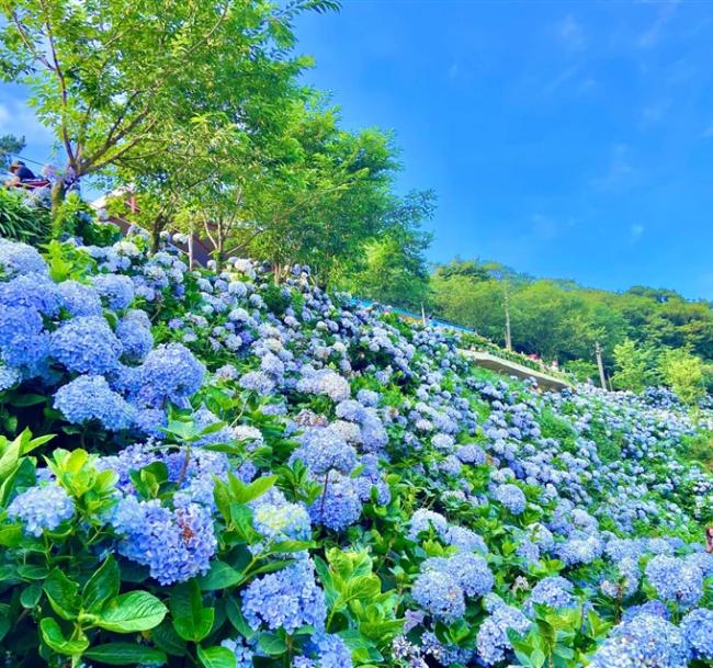 基隆旅遊｜萬里高家繡球花田.虎仔山基隆地標.淡蘭古道.群策翡翠灣溫泉飯店二日｜中部出發