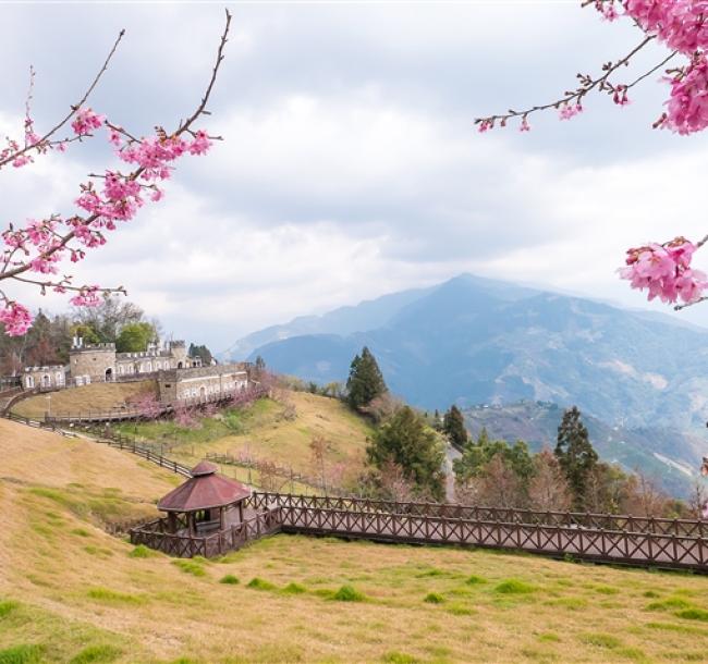 南投旅遊|一次遊覽百岳&櫻花~清境櫻花羊咩咩~征服石門山.埔里地母廟二日