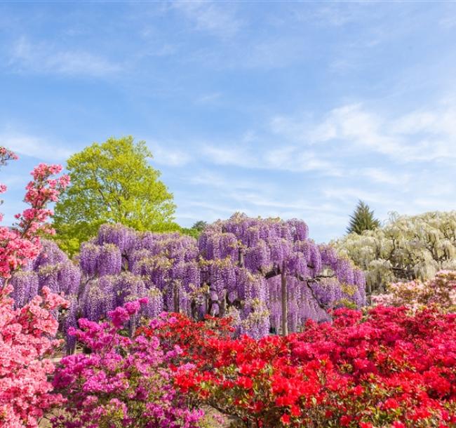 客製｜足利花卉公園.小江戶川越.嚕嚕米公園.迷你小團五日【專屬包車】天天出發※不含機票