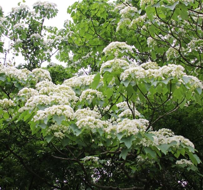 大人囝仔｜苗栗旅遊│台灣客家文化館、好客公園賞桐趣、苑裡老街享美食一日遊│高雄台南嘉義出發