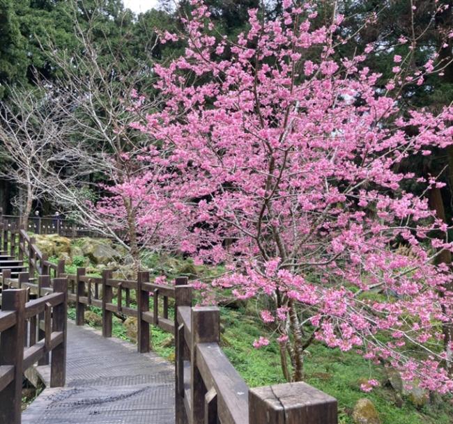 嘉義旅遊｜阿里山園區賞櫻．石棹櫻之道．龍雲農場二日｜中部出發