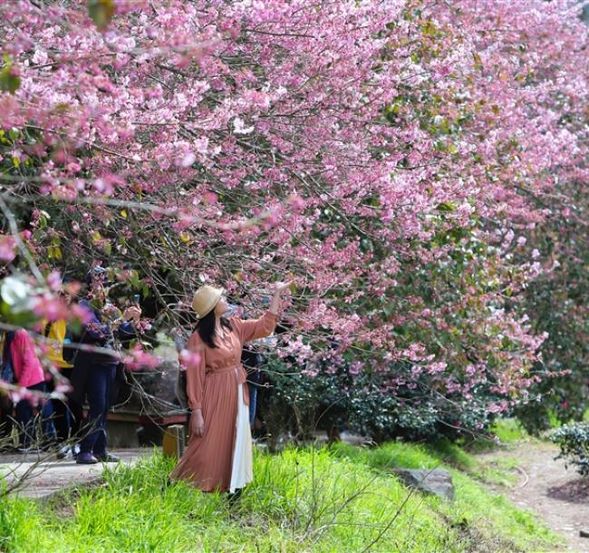 武陵農場櫻花季．預購折1千｜入住『武陵富野渡假村＋福壽山農場』三日｜台中出發