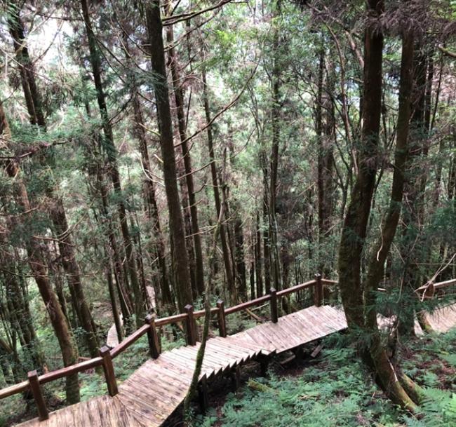 【天天出發】亞洲最大檜木馬告神木園．三川匯流景觀台．棲蘭山莊2日（一人成行）