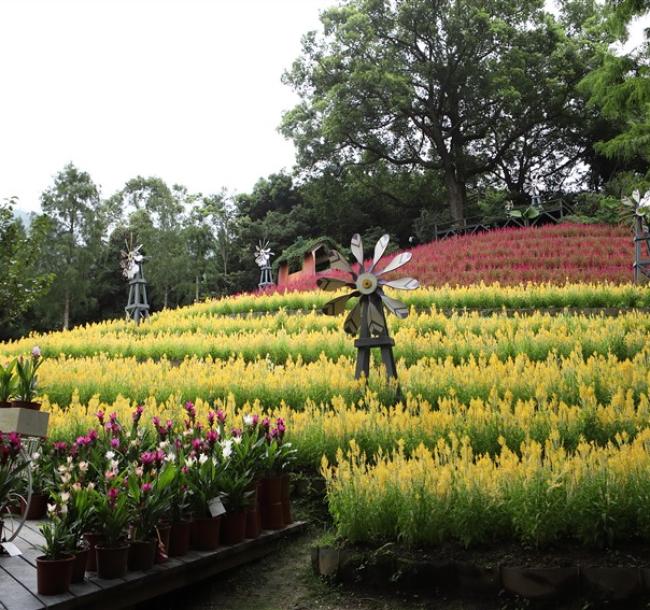 苗栗旅遊｜新社薰衣草.台中紙箱王.卓也藍染DIY.花露農場.農場採蔬果.鯉魚潭水庫.巧克力雲莊.卓也二日｜大人囝仔