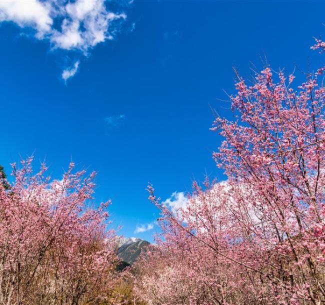 武陵農場櫻花季．宜蘭旅遊｜崙埤櫻花公園.基隆塔.三貂嶺瀑布.黃金溫泉X雙煙波三日｜台中出發