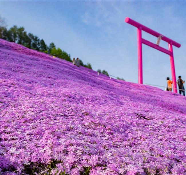 第2人折3000｜北海道｜浪漫芝櫻花海．千年之森．阿寒湖遊船．層雲峽流星瀑布．三大蟹6日【四晚溫泉】【高雄直飛】