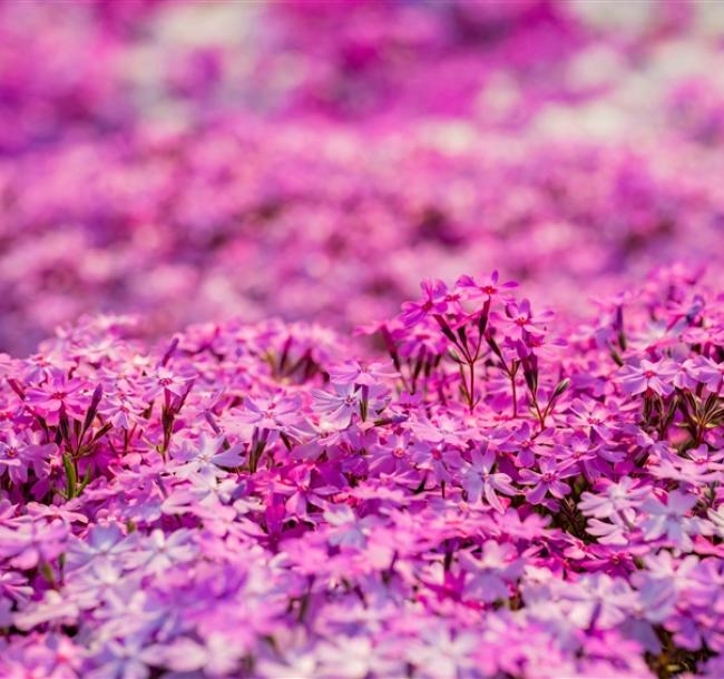 客製｜北海道賞芝櫻.ROYCE巧克力城.白金青池.星野度假村.迷你小包團五日【專屬包車】※不含機票