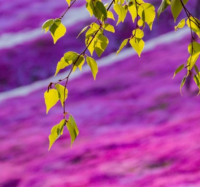 玩樂369北海道旅遊｜保證入住TOMAMU星野渡假村.阿寒鶴雅.粉紅芝櫻.金黃油菜花.白色戀人.三大蟹溫泉五日