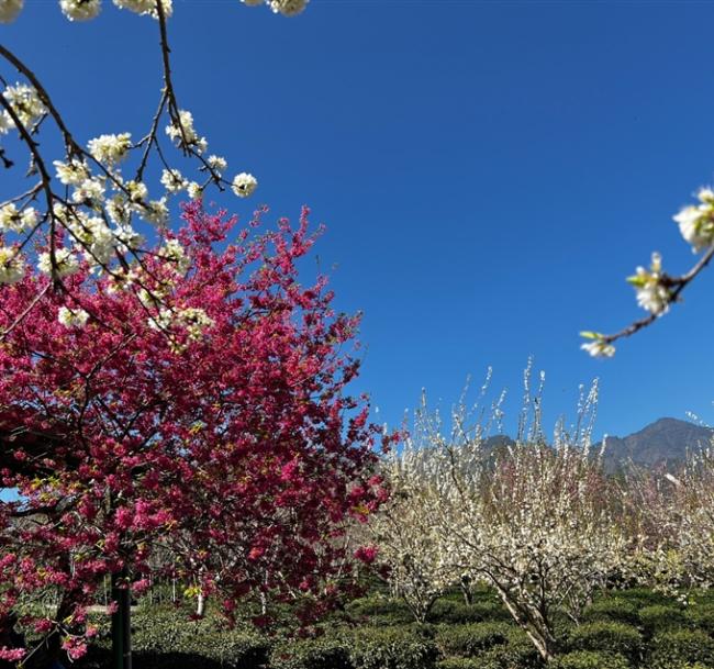 南投旅遊｜春櫻草坪頭觀光茶園.竹山文化園區古早竹童玩.百年藍田書院.漫遊車埕小鎮.東埔溫泉二日