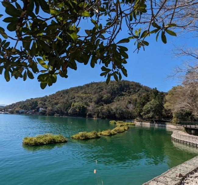 南投旅遊｜暨大櫻花季｜日月潭遊湖．伊達邵親水步道．喝喝茶一日｜中部出發