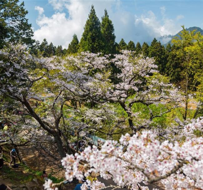 嘉義旅遊｜阿里山櫻花季.虎尾木棉花.庭園林山水.五星耐斯早晚餐二日