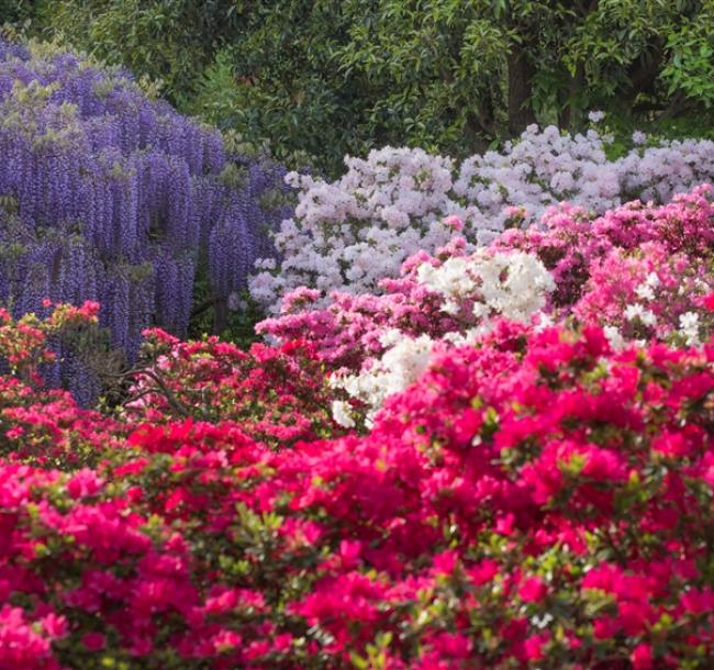 客製｜春櫻紫藤花祭~足利花卉公園.採草莓.日光東照宮.迷你小團五日【專屬包車】(天天出發)※不含機票