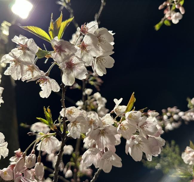 阿里山櫻花季．嘉義｜阿里山森林遊樂區．農場紫藤花．阿里山觀日出．洲際voco酒店三日｜中部出發