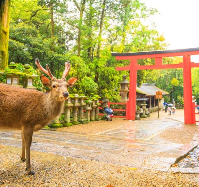 省最大超值四都京阪神奈│奈良東大寺.梅花鹿公園.嵐山渡月橋.開運達摩勝尾寺.有馬溫泉散策.日本環球影城六日