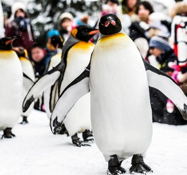 北海道旅遊│夢幻熱氣球、森林精靈露台、青池、旭山動物園、小樽、溫泉美食六日│三晚溫泉