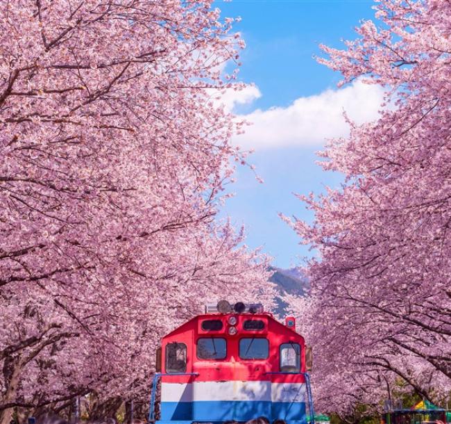 花現櫻花釜山半自助｜一日自由活動.鎮海櫻花祭.余佐川橋.溫泉川櫻花路.帝皇山賞櫻五日(彩妝)