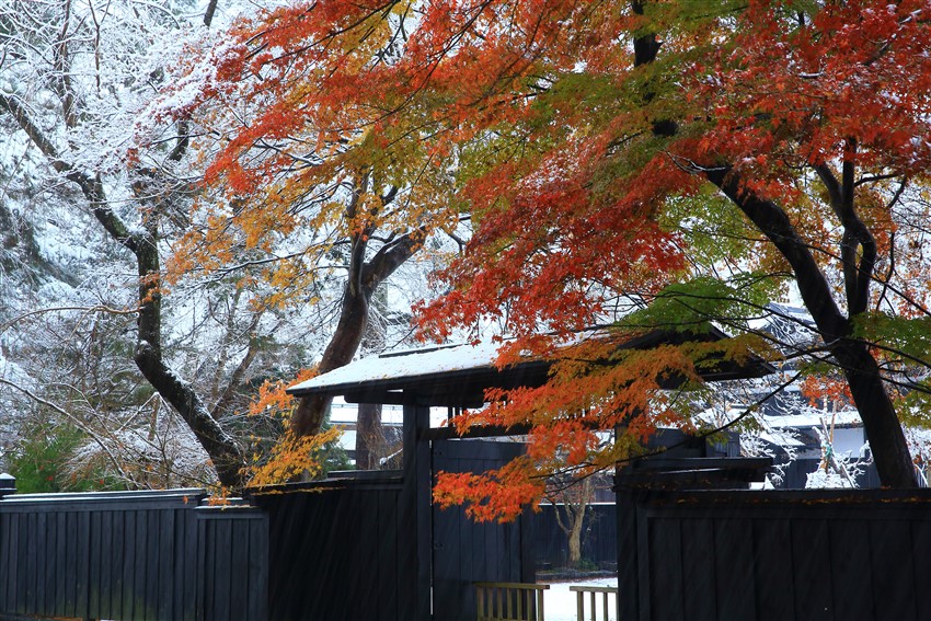 花卷旅遊｜丹楓迎秋~楓染奧入瀨溪．角館．十和田湖遊船．八甲田山纜車．賞楓鐵道．一口麵．採果溫泉五日