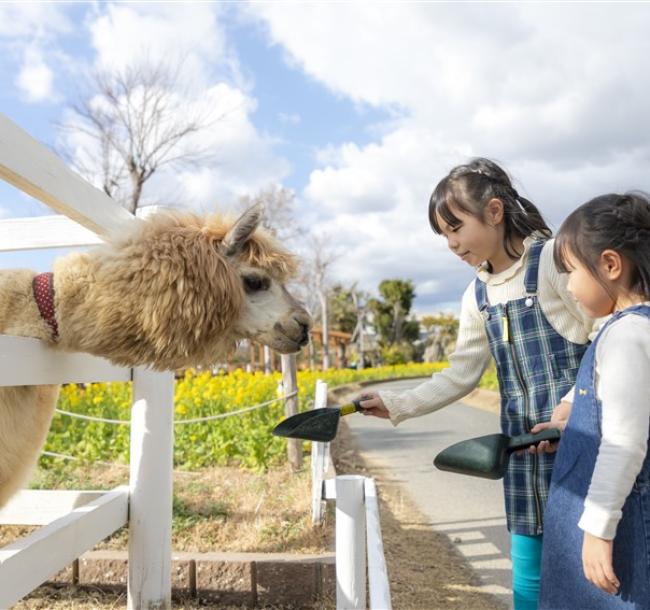 過年折3,000｜京阪神奈.環球影城.神戶動物王國.átoa水族館.奈良小鹿.和服體驗.採果體驗五日｜兩晚五星兩晚環球旁