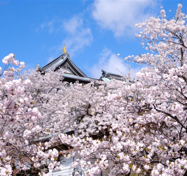 北海道旅遊｜百選春櫻絕景.松前城.五稜郭粉紅星星.函館纜車.小樽運河.螃蟹美食五日