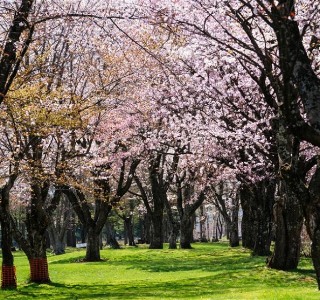 春櫻北海道｜函館纜車.登別櫻花隧道.春櫻五稜郭公園.尼克斯企鵝.小樽漫遊.三大蟹暢食.保住二晚溫泉.五日｜【高雄直飛】