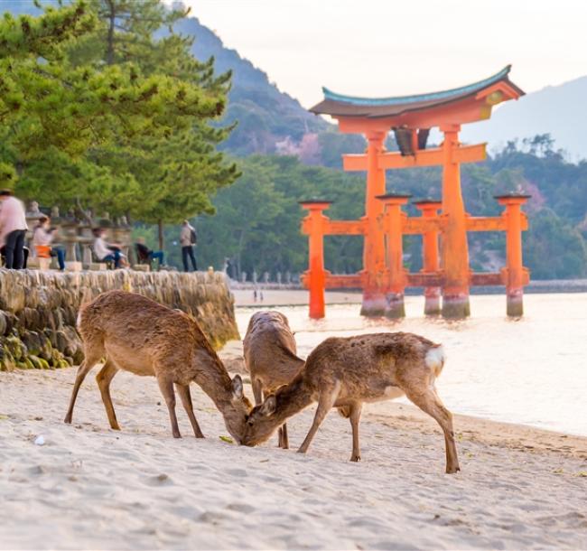 客製｜深度關西四國~和歌山熊野三段壁.鳴門海峽.金刀比羅宮.嚴島神社.瀨戶內.道後溫泉迷你小團7日【專屬包車】※不含機票