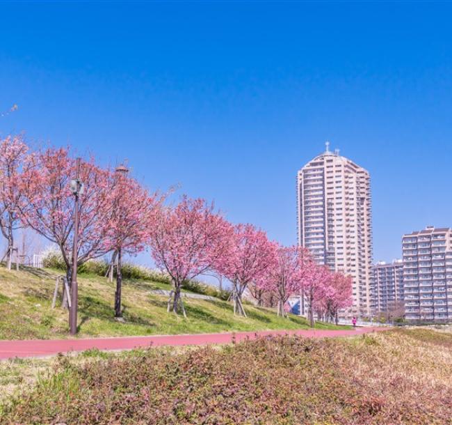 東京旅遊｜春櫻｜三晚溫泉｜賞櫻名所～小田原城.新倉山公園.身延山纜車.大室山纜車.三島吊橋.国産牛涮涮鍋六日｜高雄來回