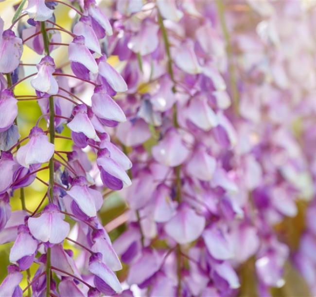 一起揪吧北海道｜浪漫紫藤花.芝櫻花海.金黃油菜花田.花園周遊列車.函館纜車.熊牧場.騎馬體驗.小樽運河.三大蟹溫泉六日