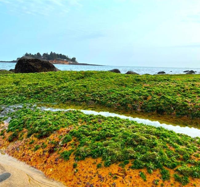 金門旅遊｜小金門夢幻綠石槽．大金門奇幻藍眼淚3日