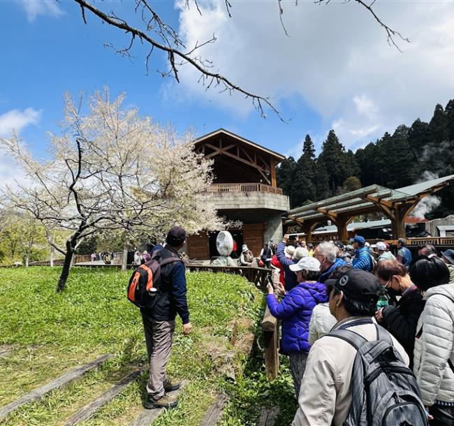 嘉義｜阿里山櫻花.二萬平車站.二萬平(黑森林)步道.奮起湖車站.龍雲農場2日｜高雄台南