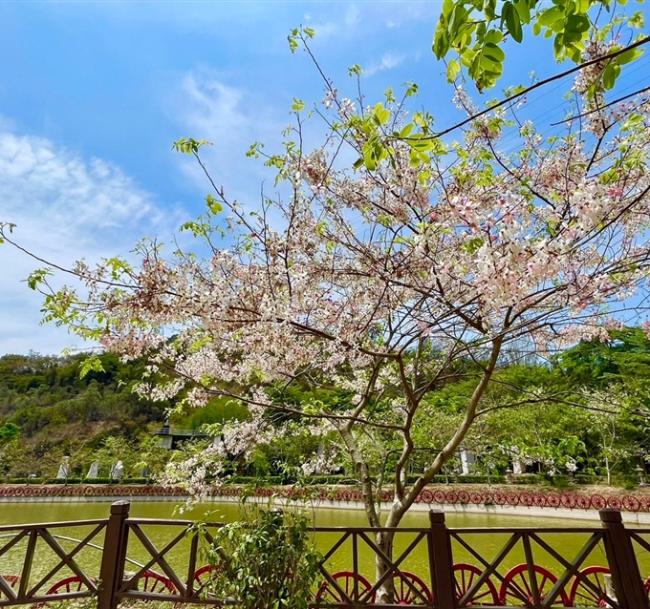 高雄旅遊｜走春享優惠｜泰國櫻花花旗木.藍皮解憂號.茂林小長城.情人谷瀑布.和逸1泊2食二日｜大人囝仔｜台中出發