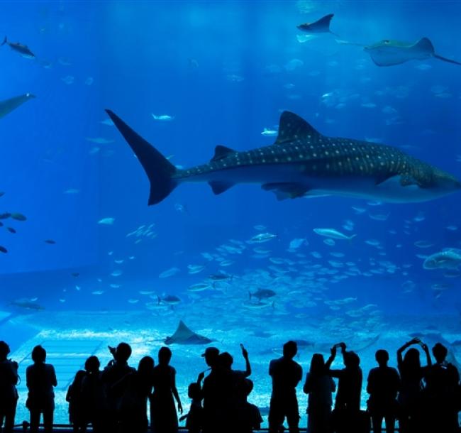 沖繩旅遊｜台灣虎航｜美麗海水族館.古宇利島.系滿魚市場.採海葡萄體驗四日｜高雄來回