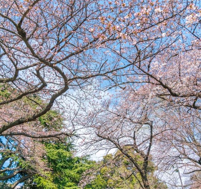 花蓮賞櫻巴士│玉山神學院賞櫻.山海百貨.新城老街.童話星巴克.東大門夜市.佐倉賞櫻步道.玩樂番樂園.大人囝仔二日遊