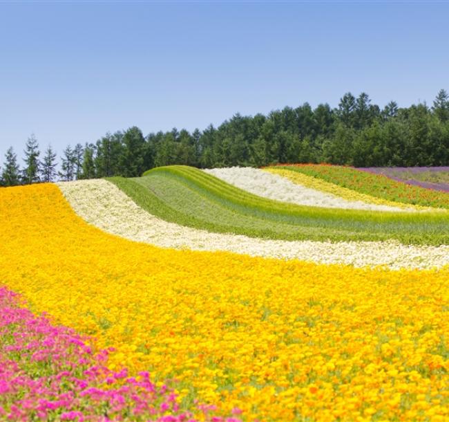 特選北海道旅遊｜富良野花田.四季彩之丘.函館纜車.海洋公園.金森倉庫群.企鵝遊行.溫泉螃蟹五日