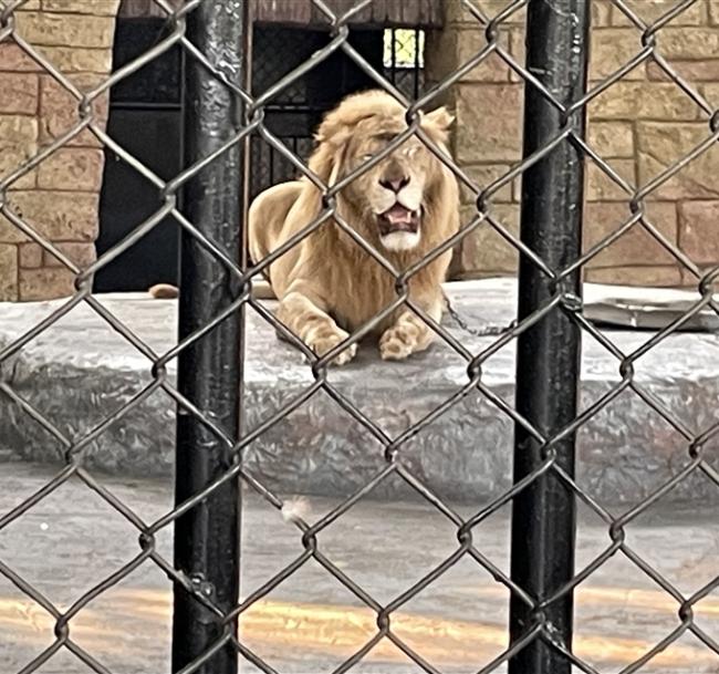 泰超值｜曼谷拉查達宜必思尚品飯店自由行5＋1日｜贈大城親子動物園一日古蹟巡禮