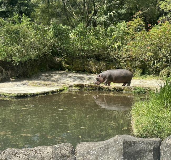 雅加達旅遊｜阿夏島浮潛,小人國縮影公園,野生動物園與長頸鹿共進早餐,升等一晚五星,無購物五日(含稅)