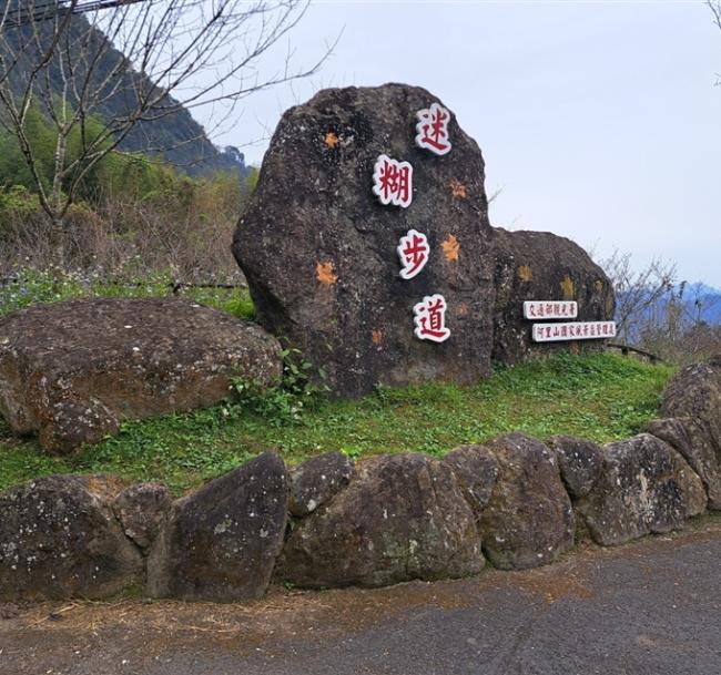 嘉義｜38女王節｜迷糊步道賞螢.二延平步道.阿里山森林遊樂園區步道森呼吸二日｜中部出發