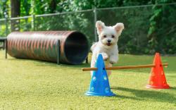 Gapyeong Highmong Pet-Friendly Kids Pool