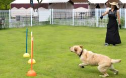 Seosan Pet & Tree Dog Glamping (Individual Barbecue)