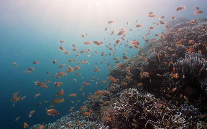 Pescadores Suites Moalboal