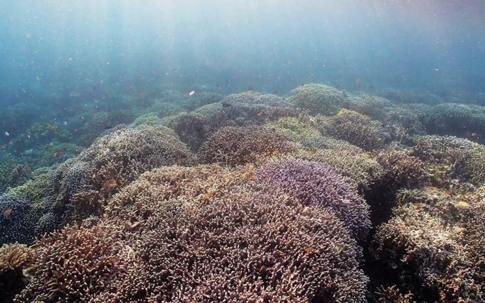 Pescadores Suites Moalboal