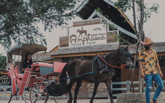 Amphawa horse farm
