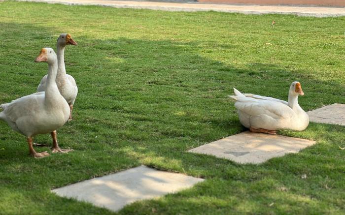 Kusum's Paradise Farm