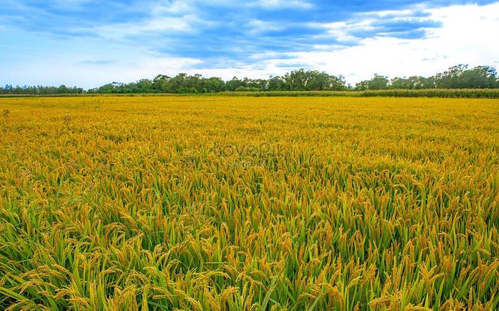 Numa Villa Near Old Town Hoi An