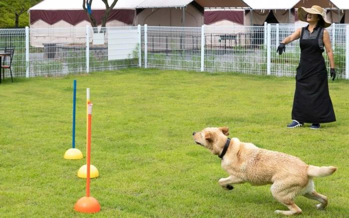 Seosan Pet & Tree Dog Glamping (Individual Barbecue)