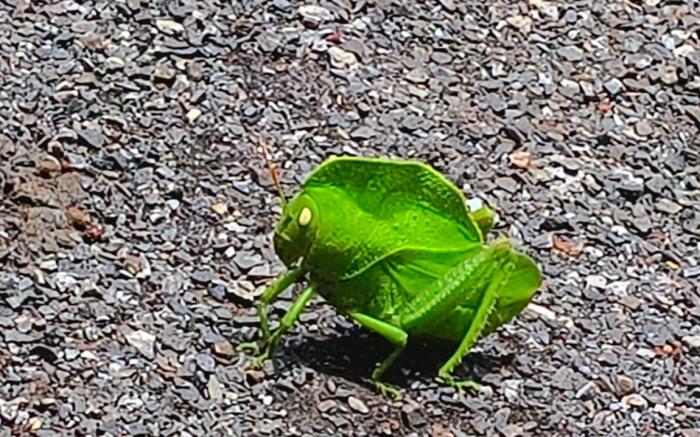 Entire 2 Acre Private Farm on Rent with 3 Room