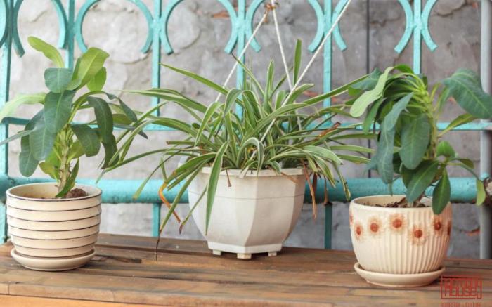 Harmony Homestay - Hanoi Homestay in Old Quarter