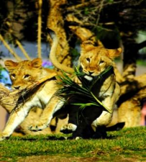 美國-加州聖地牙哥動物園門票