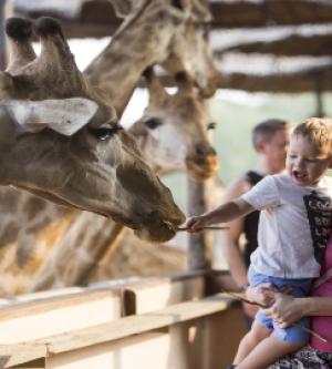 泰國-曼谷塞福瑞野生動物園Safari World門票| 可加購接送&自助餐