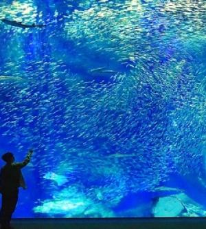 日本-海洋世界茨城縣大洗水族館入場券