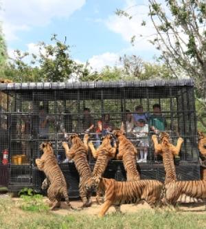 泰國-曼谷賽福瑞野生動物園門票&網卡組| 指定方案限量加贈Uber優惠